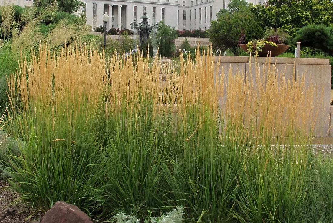 Calamagrostis acutiflora &quot;Karl Foerster&quot; 0.20 - 0.30 m