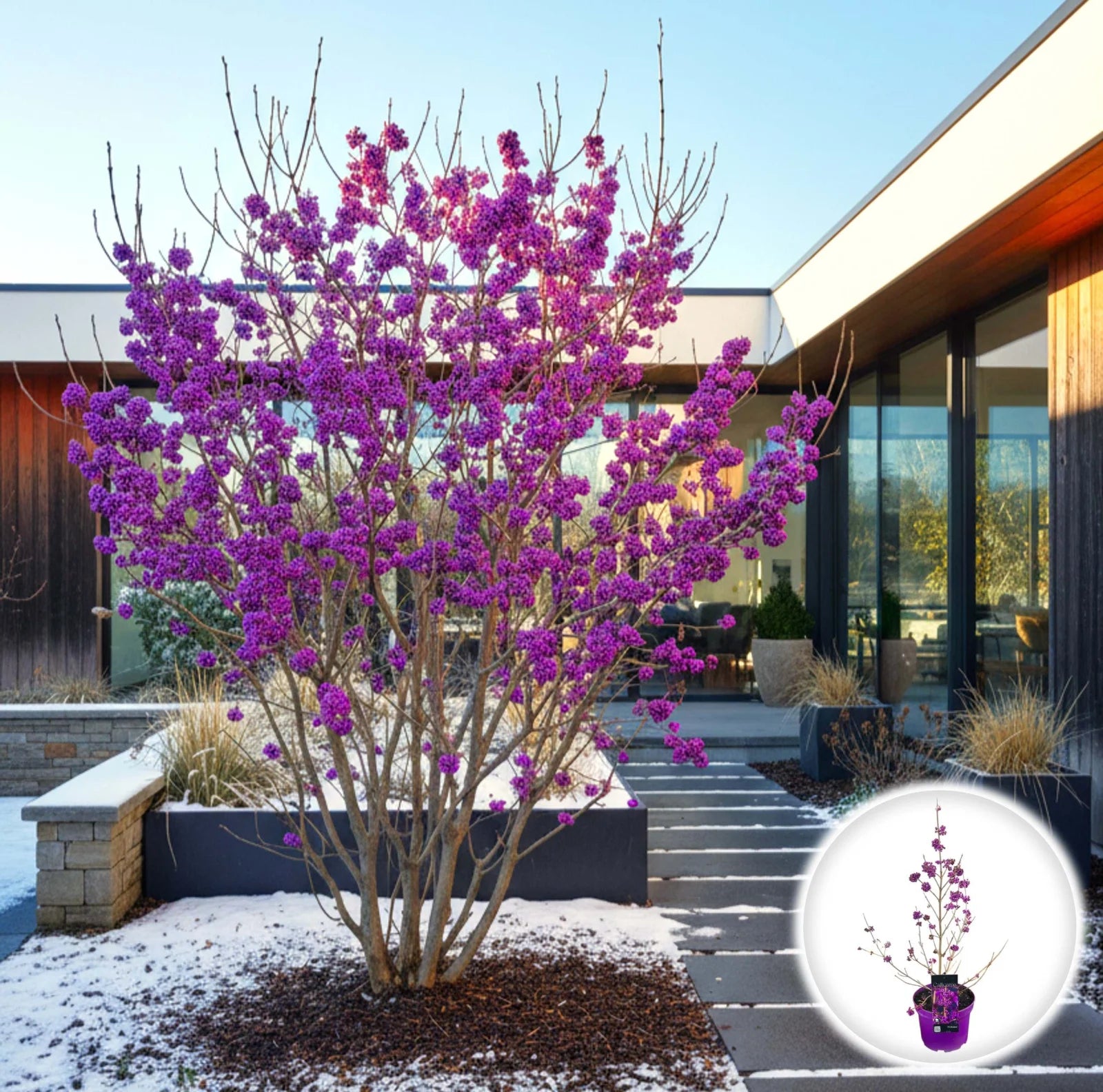 Calicarpa „Profusion” / Calicarpa bodinieri „Profusion”/