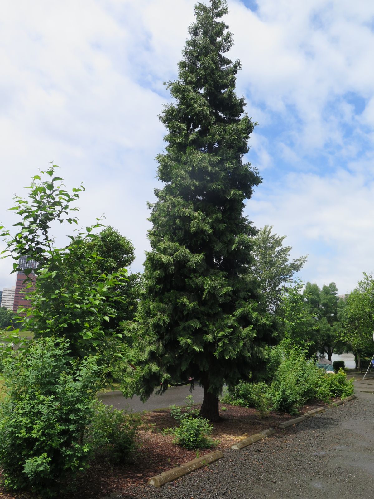 Cedrul de California variegat / Calocedrus decurrens "Aureovariegata"/