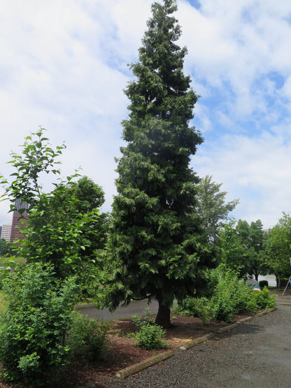 Cedrul de California variegat / Calocedrus decurrens "Aureovariegata"/