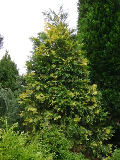 Cedrul de California variegat / Calocedrus decurrens "Aureovariegata"/