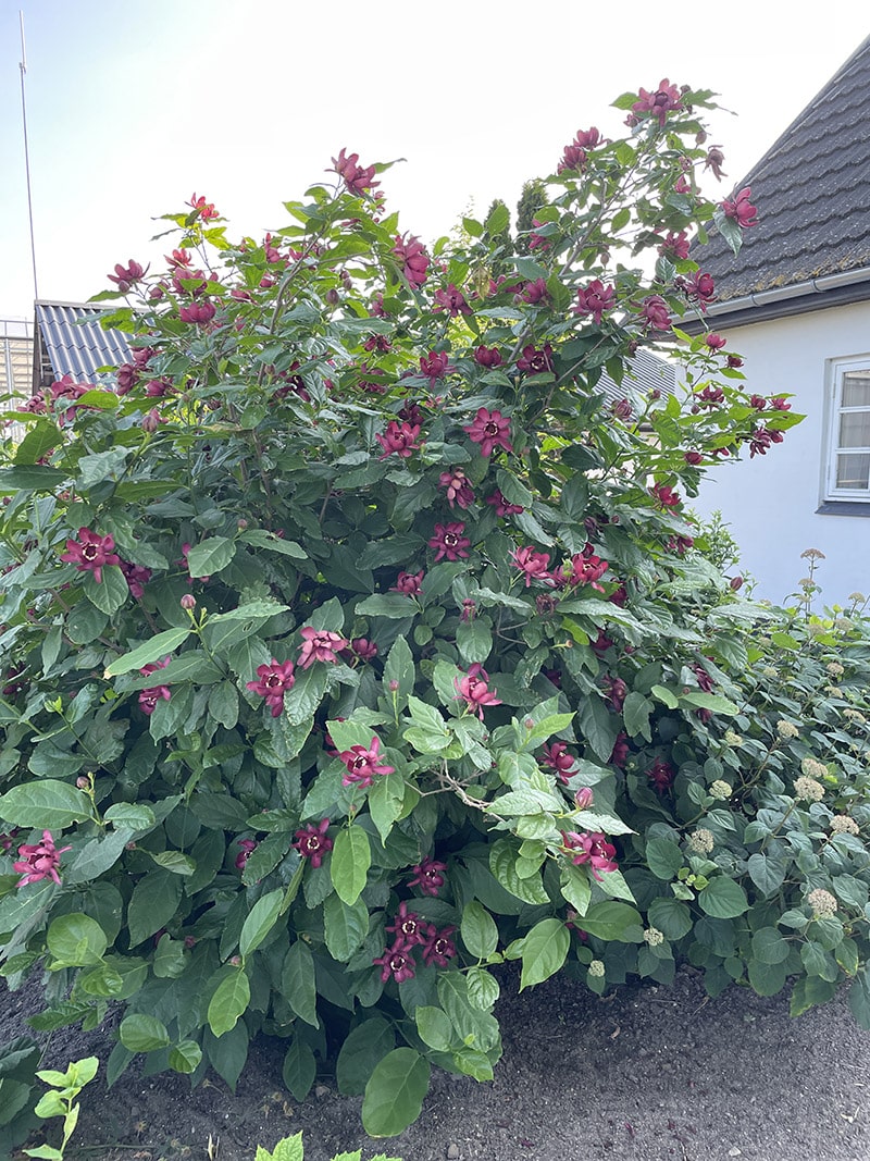Arbore de orhidee „Aphrodite” / Calycanthus x raulstonii "Aphrodite" /