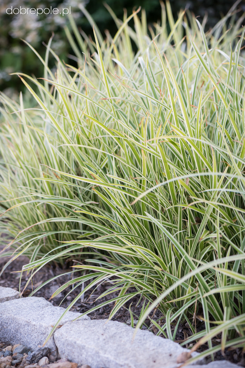 Carex morrowii „Goldband" 0.20 - 0.30 m by gradina-noastra