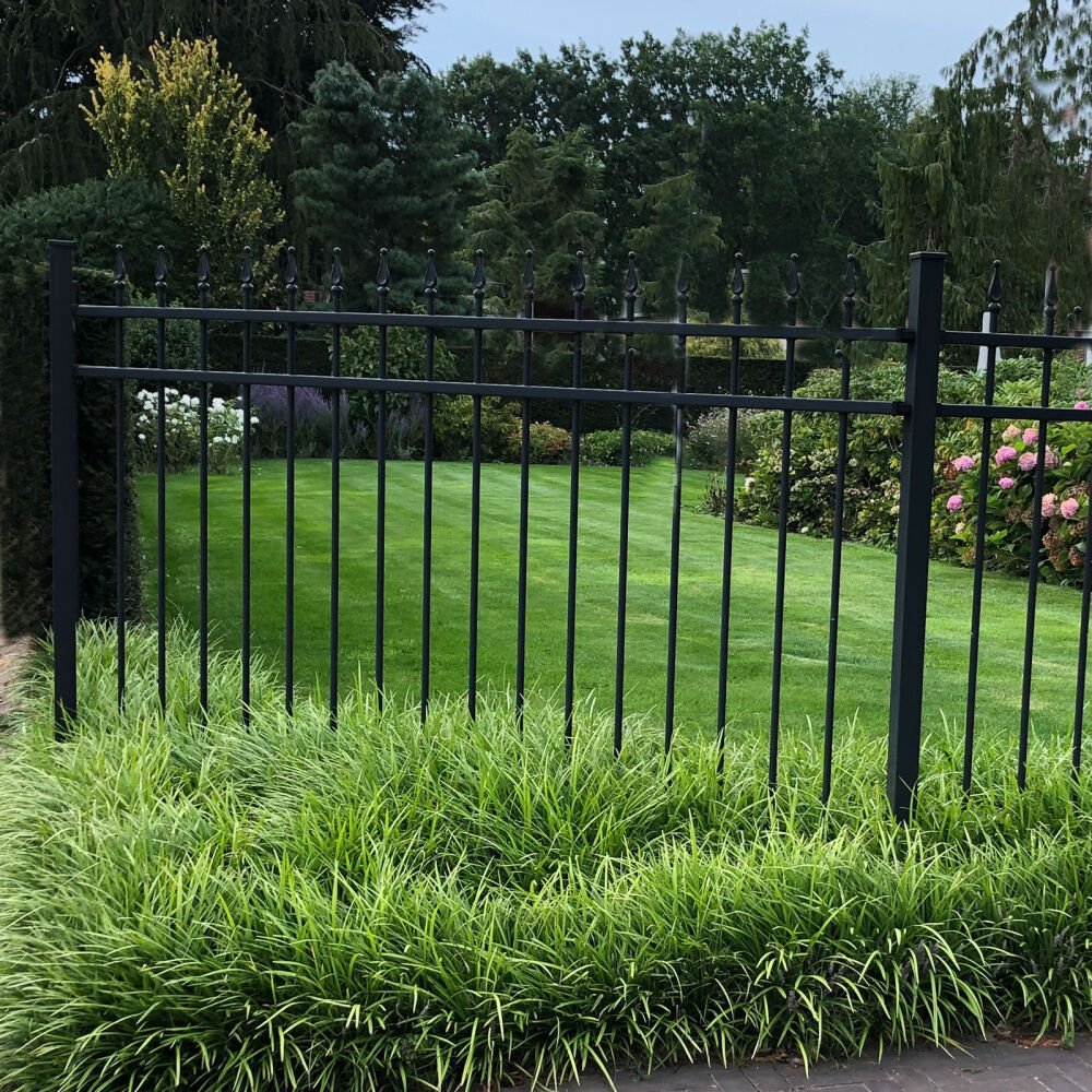 Carex morrowii "Irish green"