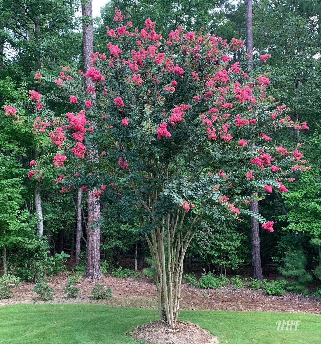 Liliac Indian &quot;Caroline Beauty&quot; arbore 1.70 - 2.00 m / Lagerstroemia Indica &quot;Caroline Beauty&quot; / - Gradina Noastra