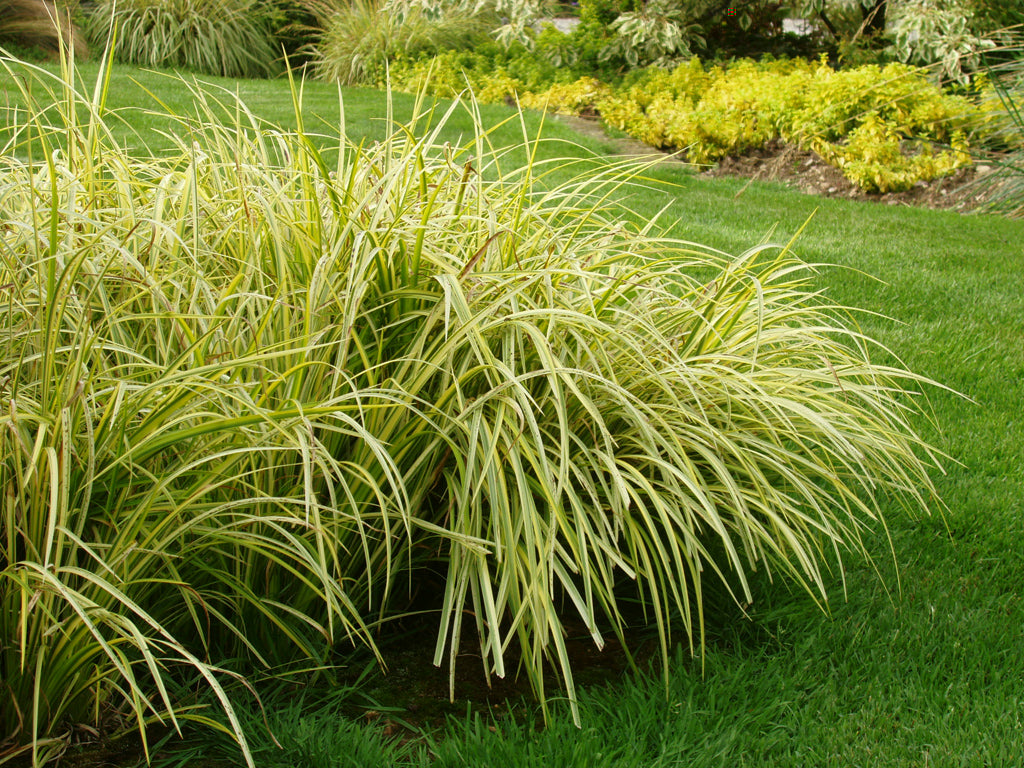 Acorus gramineus  „Ogon”