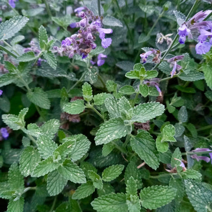 Nepeta kubanica "Neptune" (Copy)
