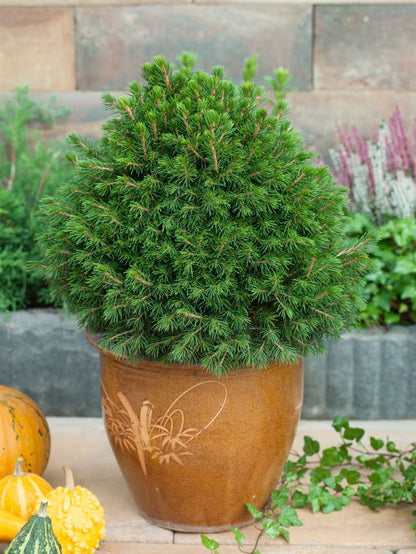 Molid norvegian &quot;Tompa &quot; / Picea abies &