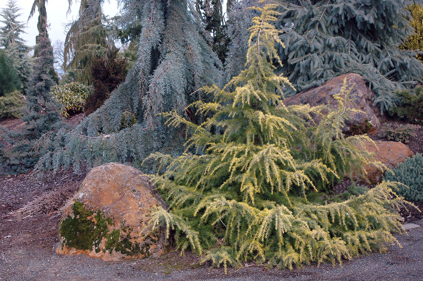 Cedru „Golden Horizon” tufa / Cedrus deodara „Golden Horizon”/