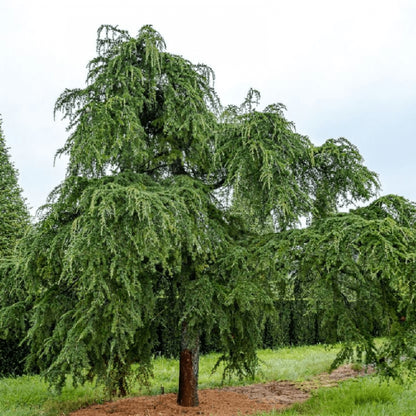 Cedru de Himalaya pendul arbore / Cedrus deodara "Pendula" /