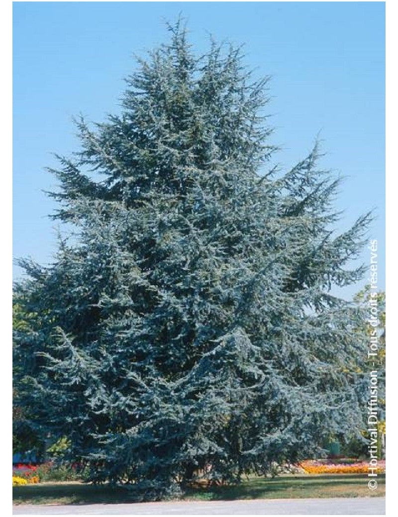 Cedru argintiu-albastru 2.50 - 3.00 m / Cedrus atlantica "Glauca" / - Gradina Noastra