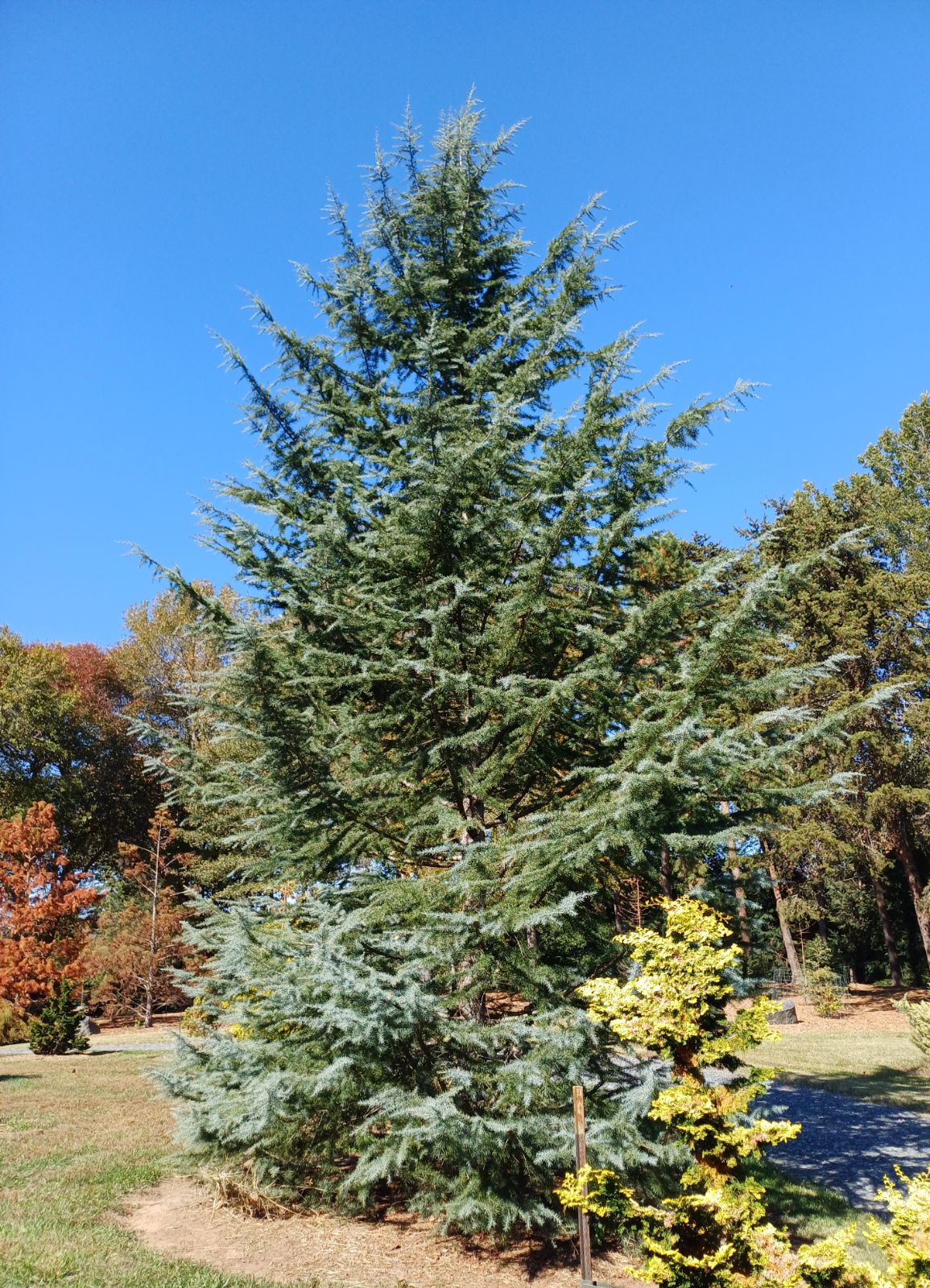 Cedru de Himalaya "Bush Electra" / Cedrus deodora "Bush Electra" /
