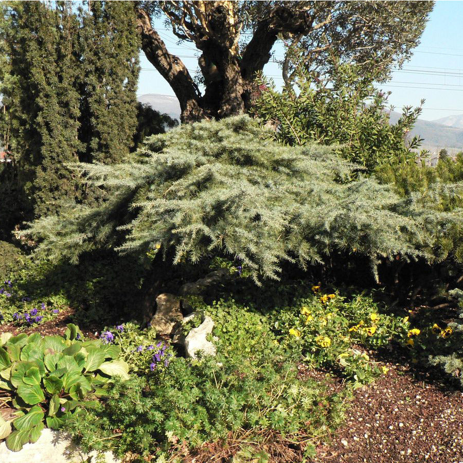 Cedru de Himalaya "Feelin Blue" pomisor / Cedrus deodara "Feelin Blue"/