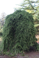 Cedru de Liban "Sargentii" pomisor / Cedrus libani "Sargentii" / - Gradina Noastra