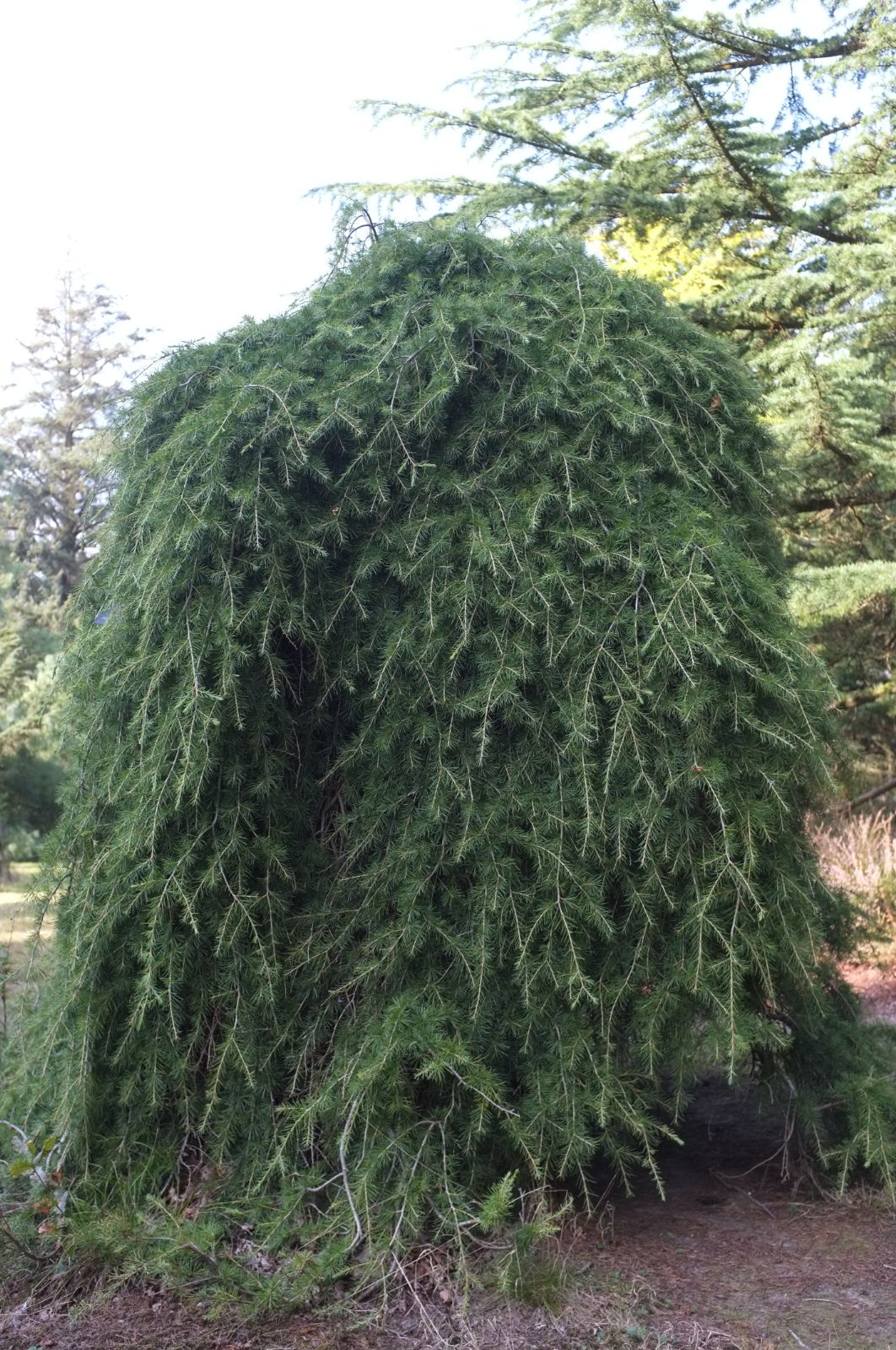 Cedru de Liban "Sargentii" pomisor / Cedrus libani "Sargentii" / - Gradina Noastra