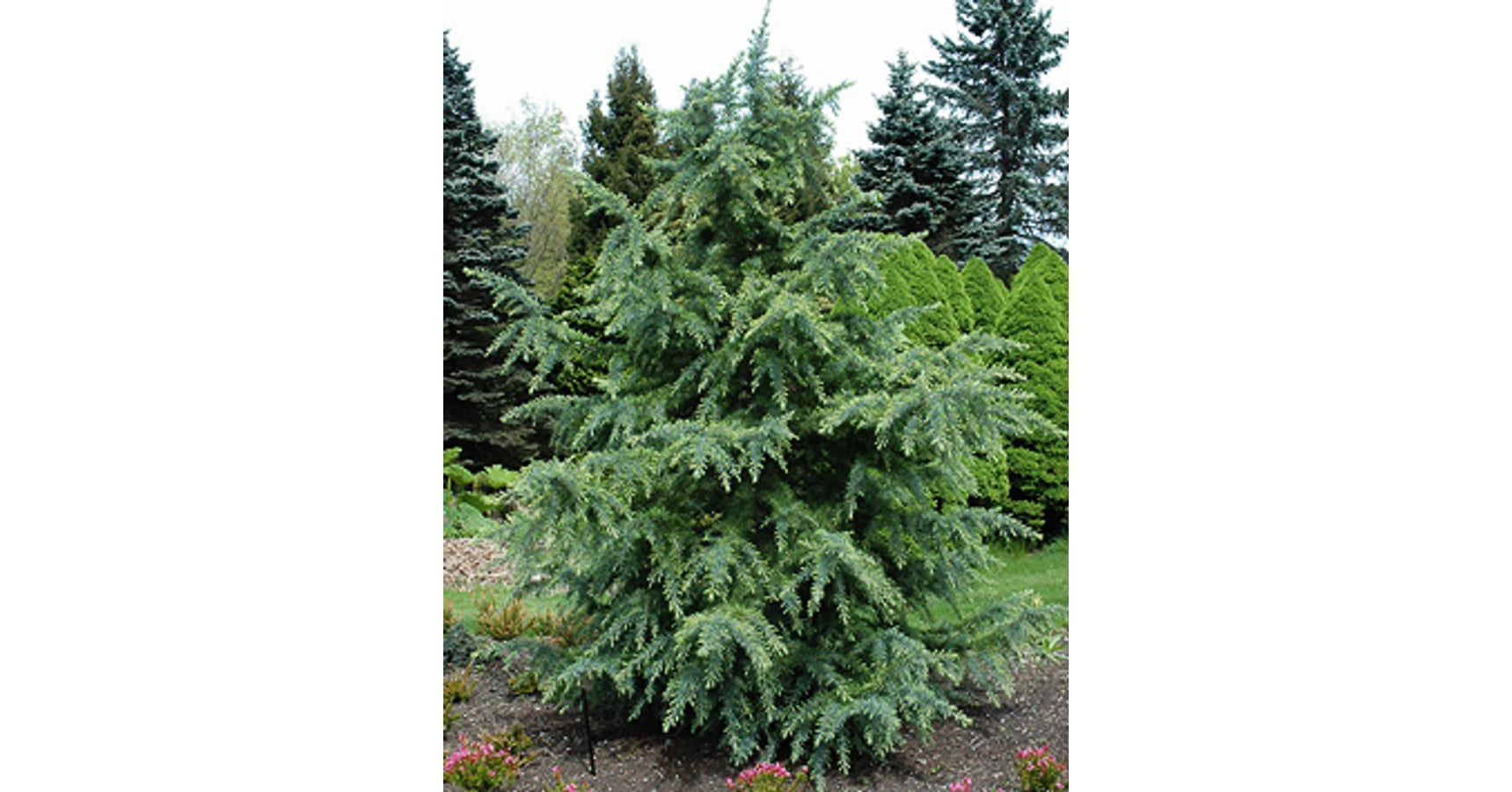 Cedru de Himalaya "Bush Electra" / Cedrus deodora "Bush Electra" /