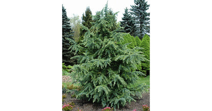 Cedru de Himalaya "Bush Electra" / Cedrus deodora "Bush Electra" /