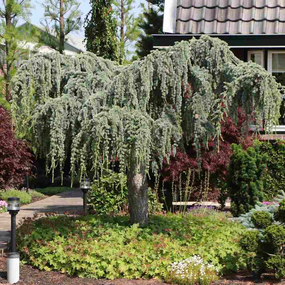 Cedru argintiu curgator pomisor / Cedrus atlantica "Glauca Pendula" /