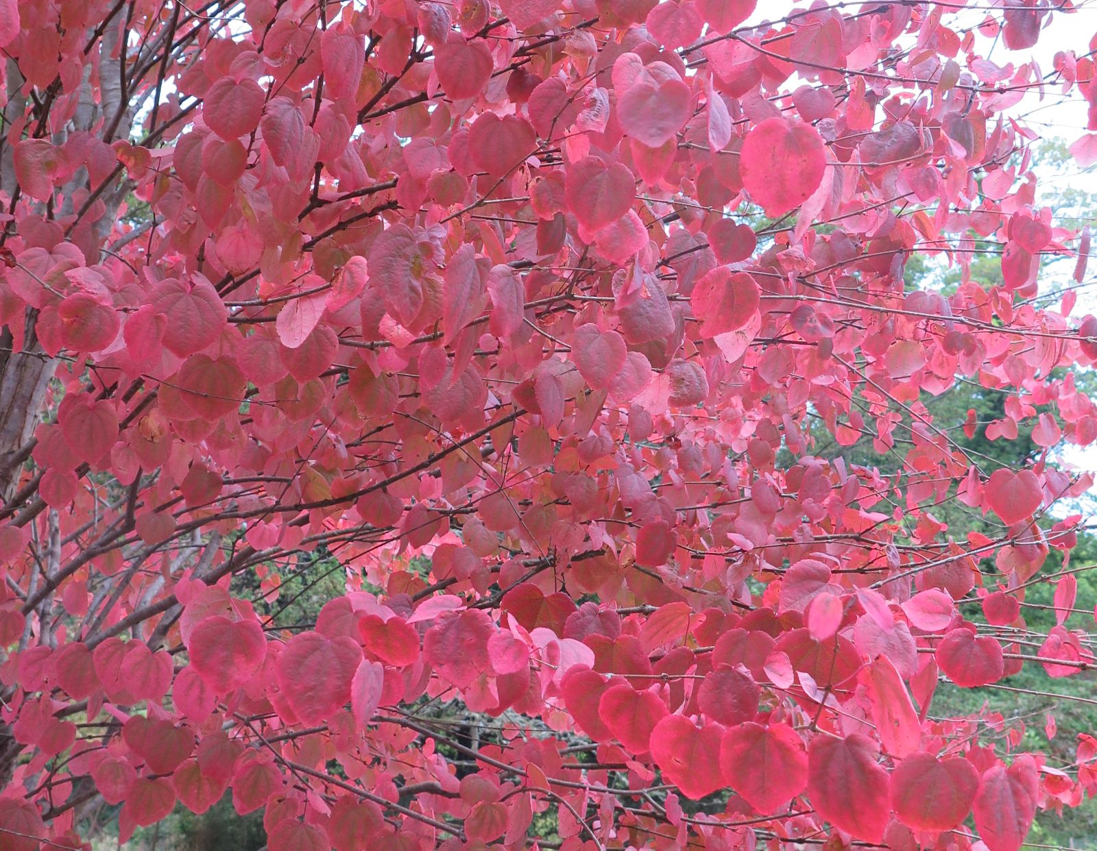 Arborele „ Katsura” Multitulpinal 2.00 m - 2.50 m / Cercidiphyllum japonicum /