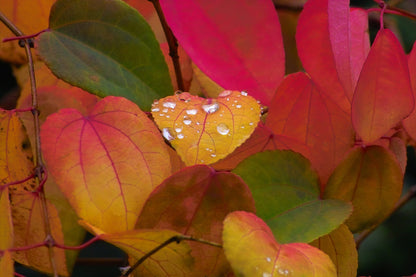 Arborele „ Katsura” Multitulpinal 2.00 m - 2.50 m / Cercidiphyllum japonicum /