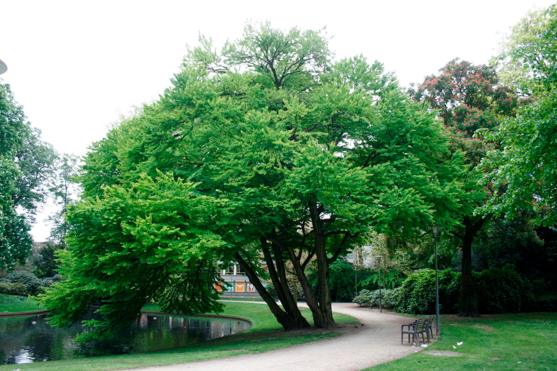 Judas tree tree 2.00 m - 2.20 m / Cercis chinensis &quot;Avondale&quot; /