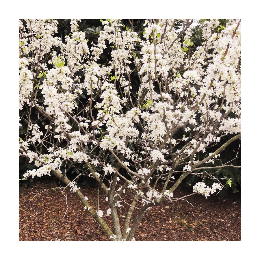 Arborele Iudei "Shirobana" tufa 1.50 - 1.70 m / Cercis chinensis "Shirobana" / by gradina-noastra