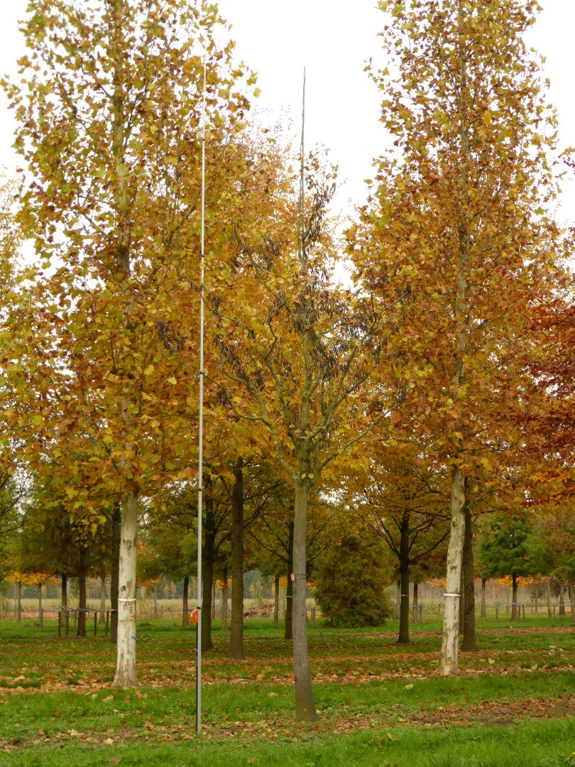 Judas tree tree 2.00 m - 2.20 m / Cercis chinensis &quot;Avondale&quot; /