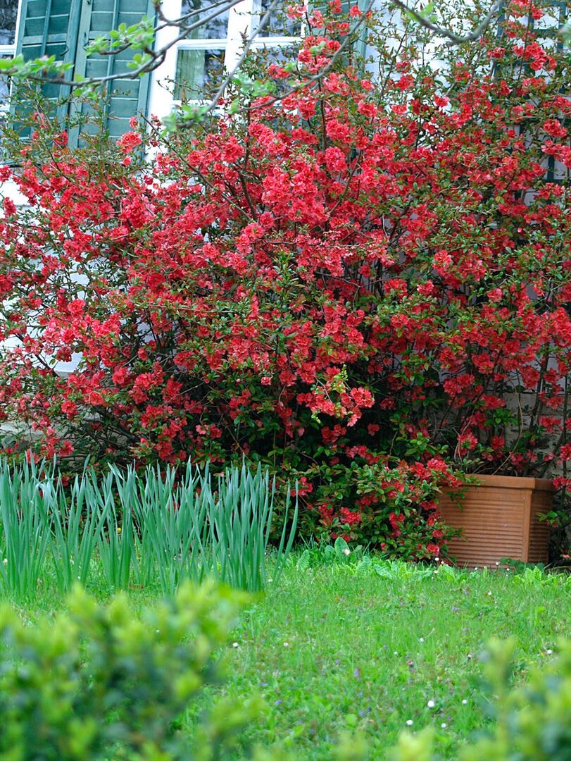 Gutui japonez mix/buc /Chaenomeles japonica mix / buc/ - Gradina Noastra