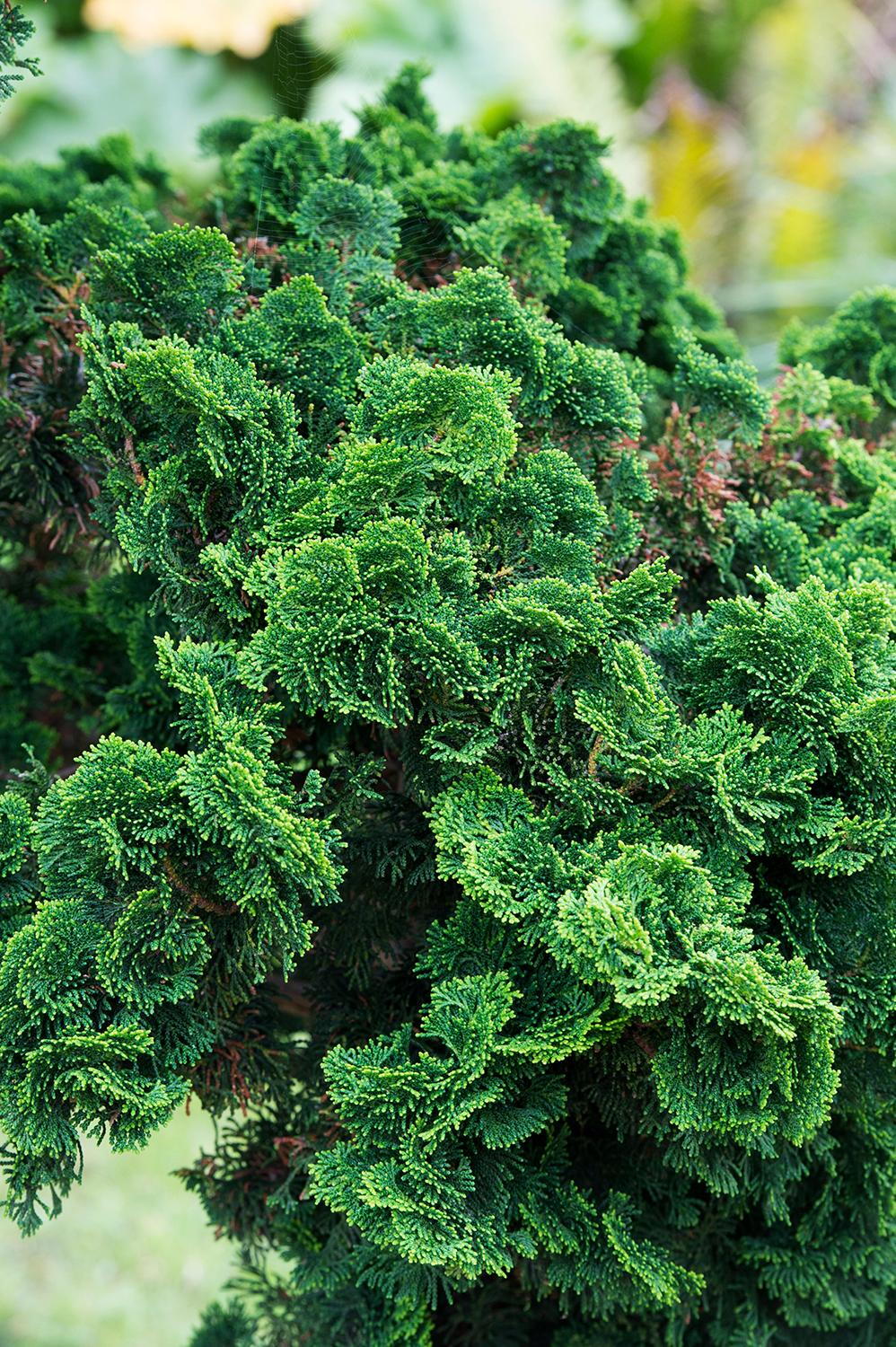 Chiparos "Nana Gracilis" pomisor /Chamaecyparis obt. "Nana Gracilis"/