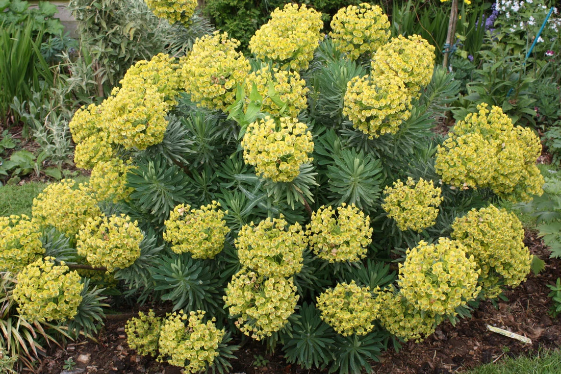 Euphorbia "Charam Redwing" by Gradina Noastra