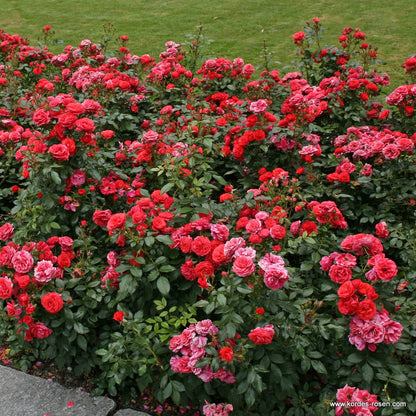 Trandafir floribunda "Cherry Girl"/ Rosa floribunda "Cherry Girl"/