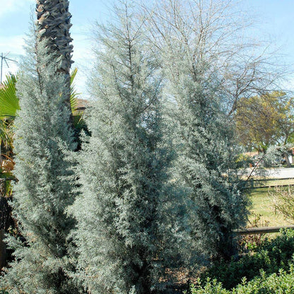 Chiparos de Arizona fastigiat / Cupressus arizonica "Fastigiata" /
