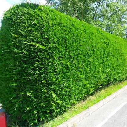 Gard viu din Cupressocyparis leylandii, port compact conic, ramuri dense de la sol, verde intens.