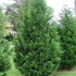Chiparos leylandii "2001" / x Cupressocyparis leylandii "2001 - Pyramidalis" / - Gradina Noastra