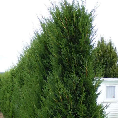 Chiparos leylandii "2001" / x Cupressocyparis leylandii "2001 - Pyramidalis" /