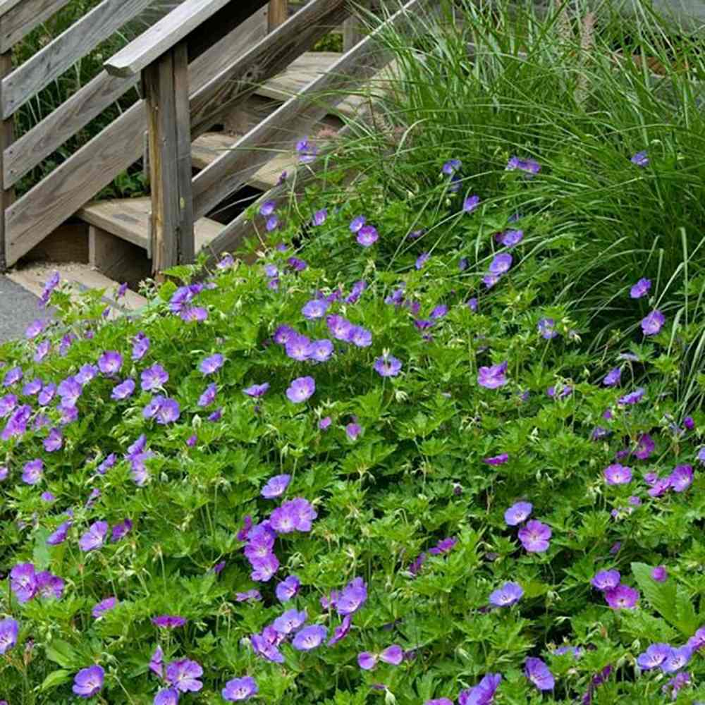 Geranium &quot;Rozanne&quot;