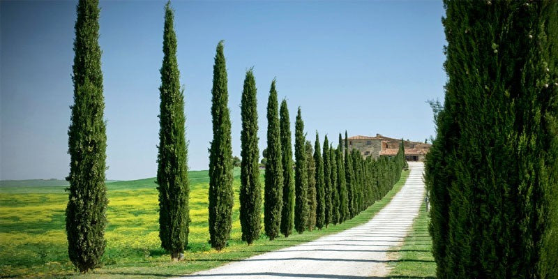 Italian cypress 1.70 - 2.00 m / Cupressus sempervirens &quot;Pyramidalis&quot; /