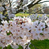 Cires "Regina" / Prunus avium "Regina" / - Gradina Noastra