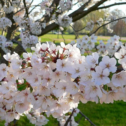 Cires "Regina" / Prunus avium "Regina" / - Gradina Noastra