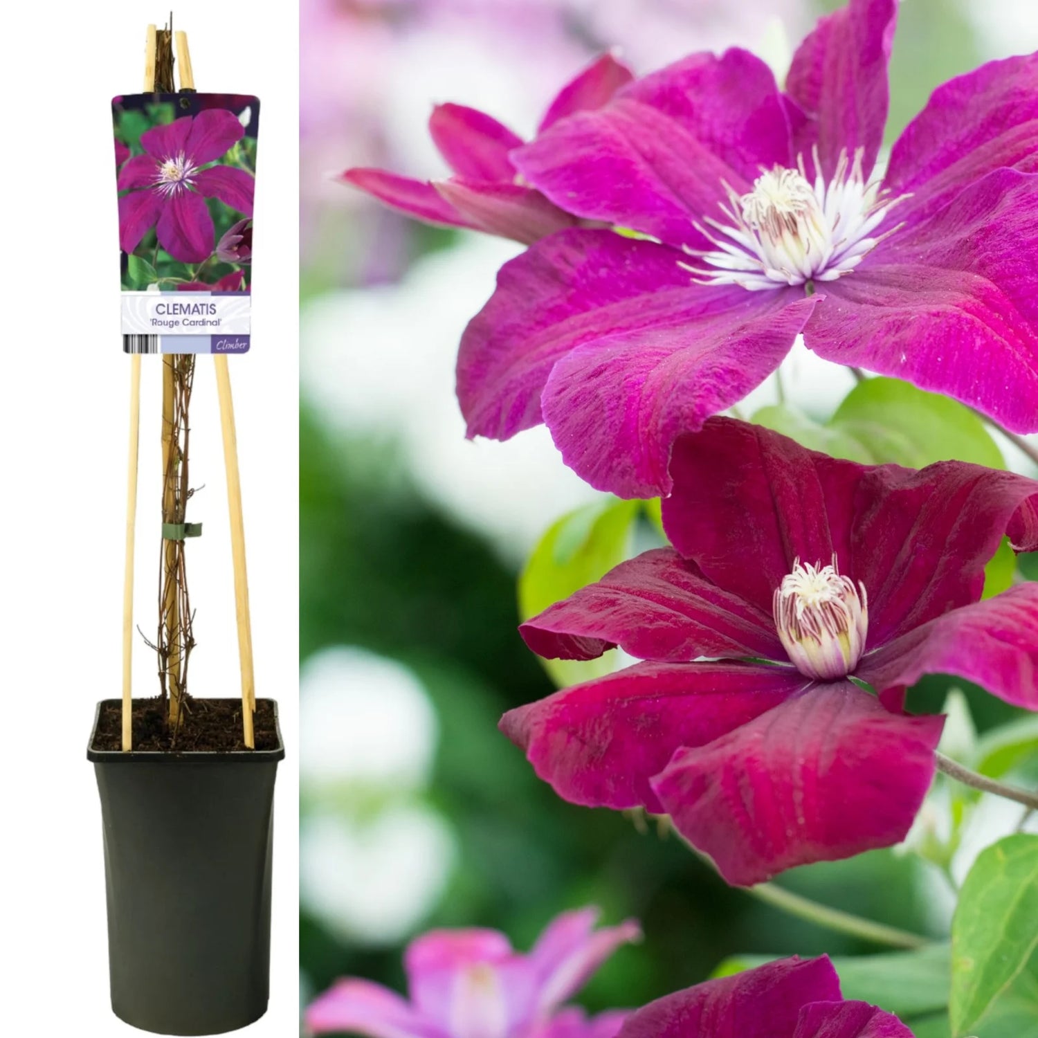 Clematis mix