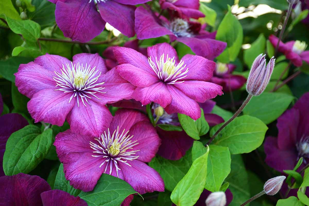 Clematis mix