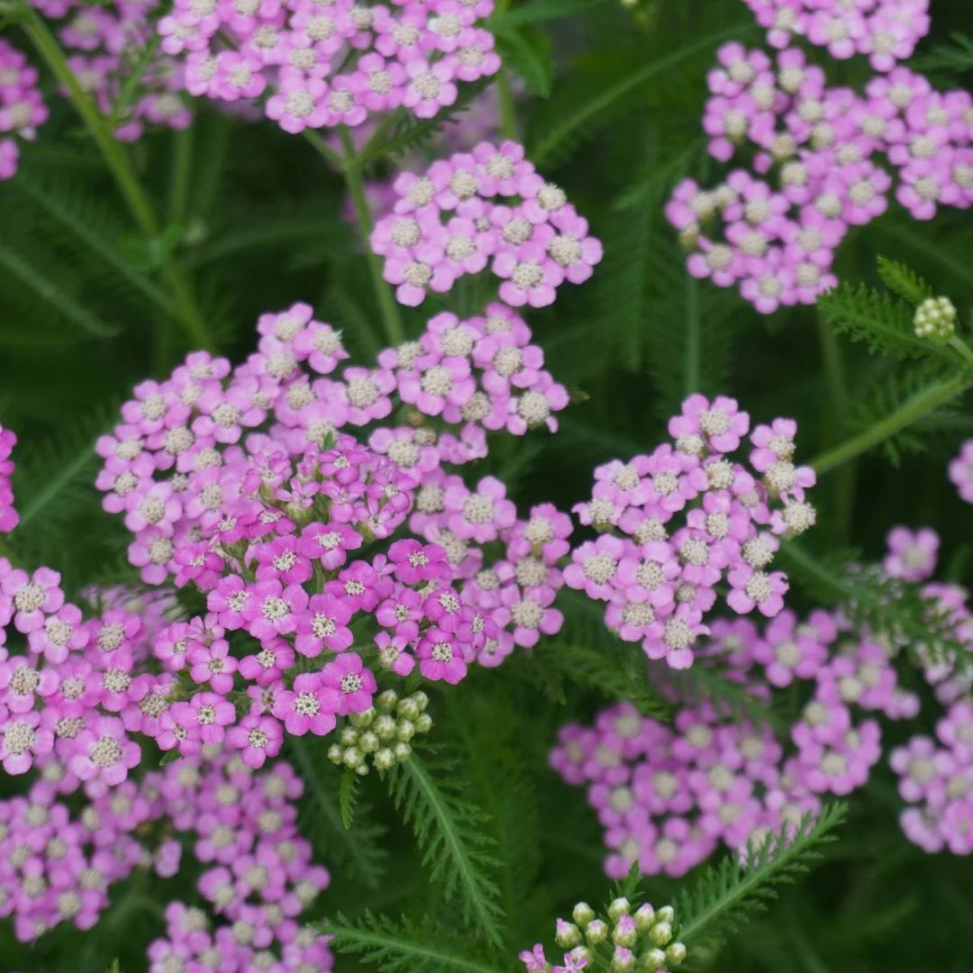 Achillea millefolium "Lilac Beauty"