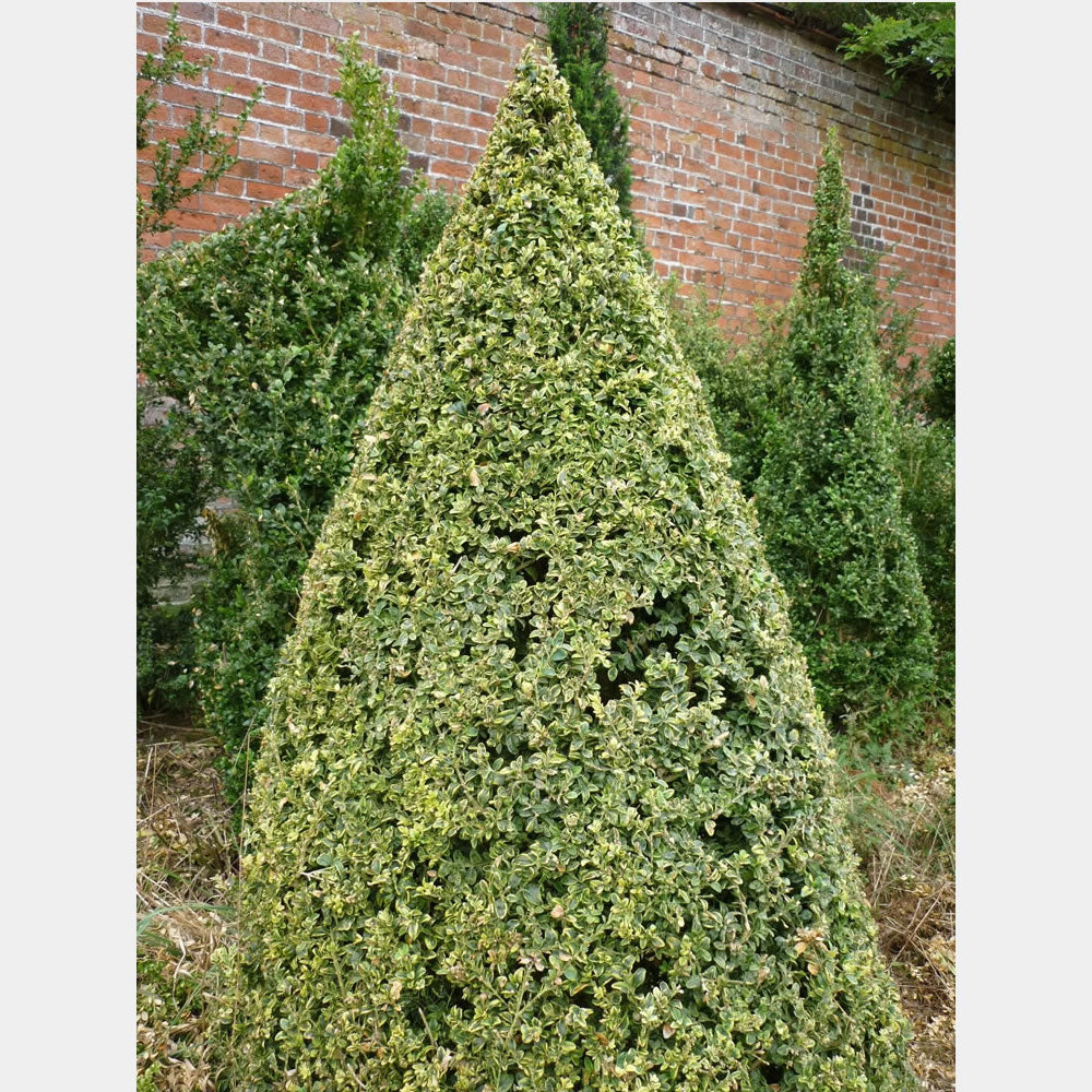 Buxus auriu piramida 0.50- 0.60 m / Buxus sempervirens „Elegans”/