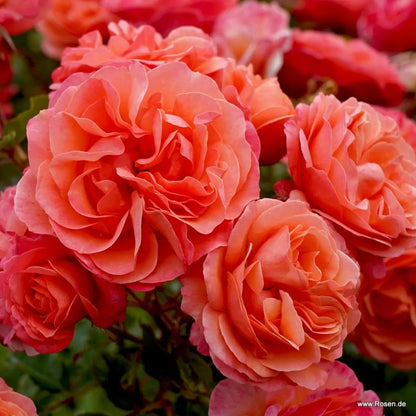Trandafir floribunda "Coral Lions-Rose"/ Rosa floribunda "Coral Lions-Rose"/