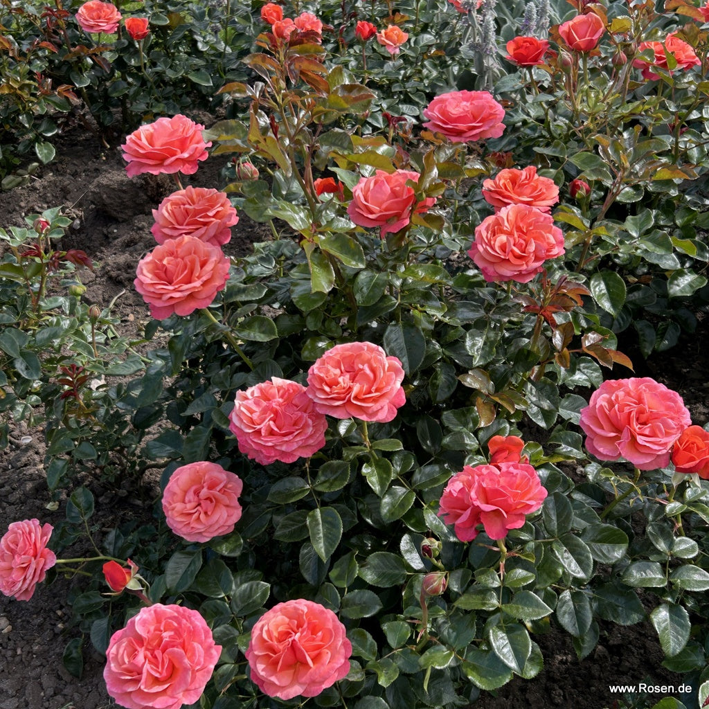 Trandafir floribunda "Coral Lions-Rose"/ Rosa floribunda "Coral Lions-Rose"/
