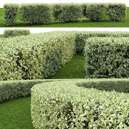 Corn alb "Elegantissima" /Cornus alba "Elegantissima"/