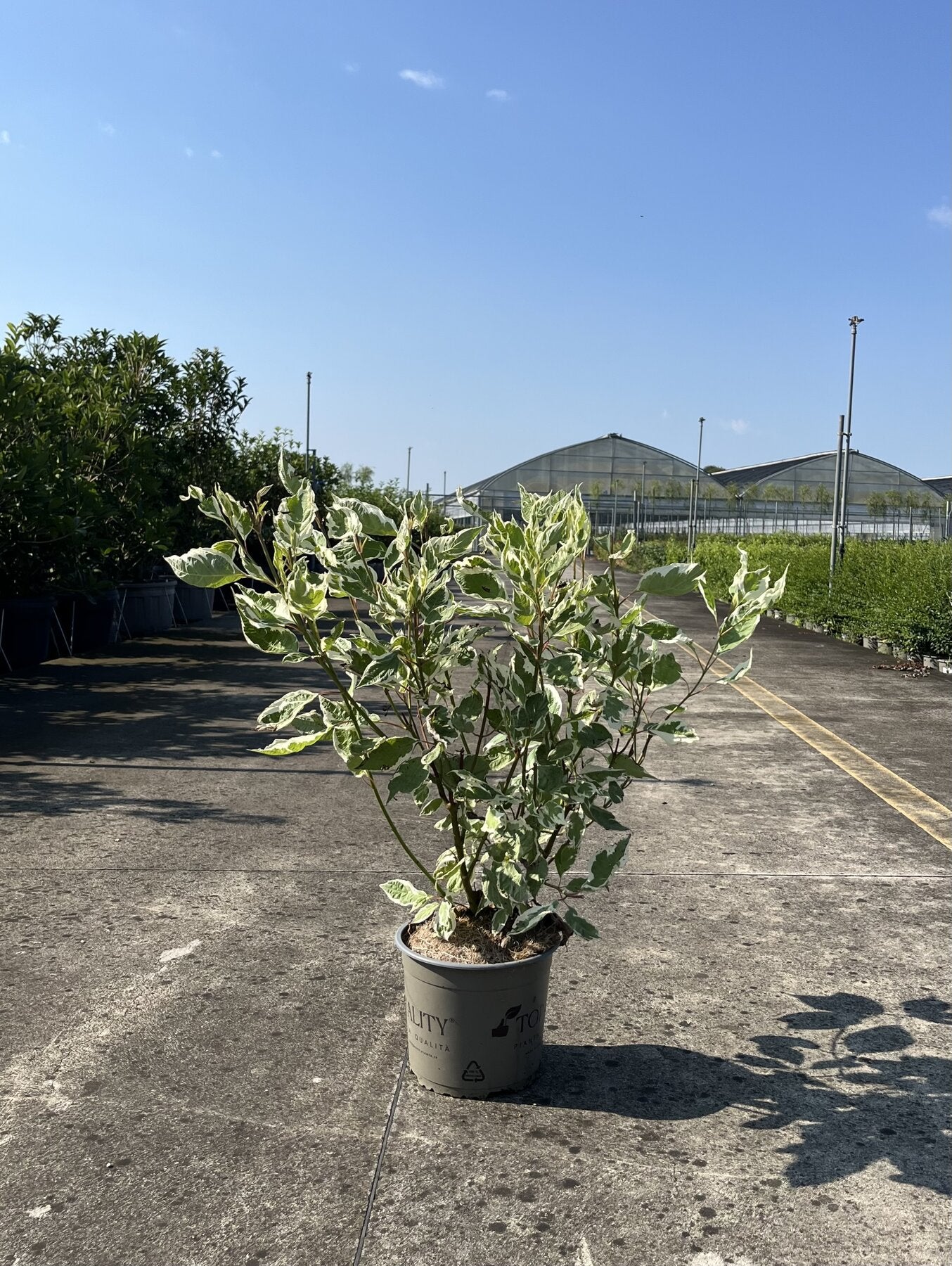 Corn alb "Elegantissima" /Cornus alba "Elegantissima"/