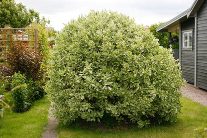 Corn alb "Elegantissima" /Cornus alba "Elegantissima"/