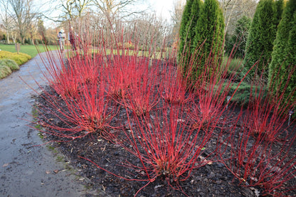 Sanger &quot;Sibirica&quot; 0.60 -1.00 m / Cornus alba „Sibrica”/