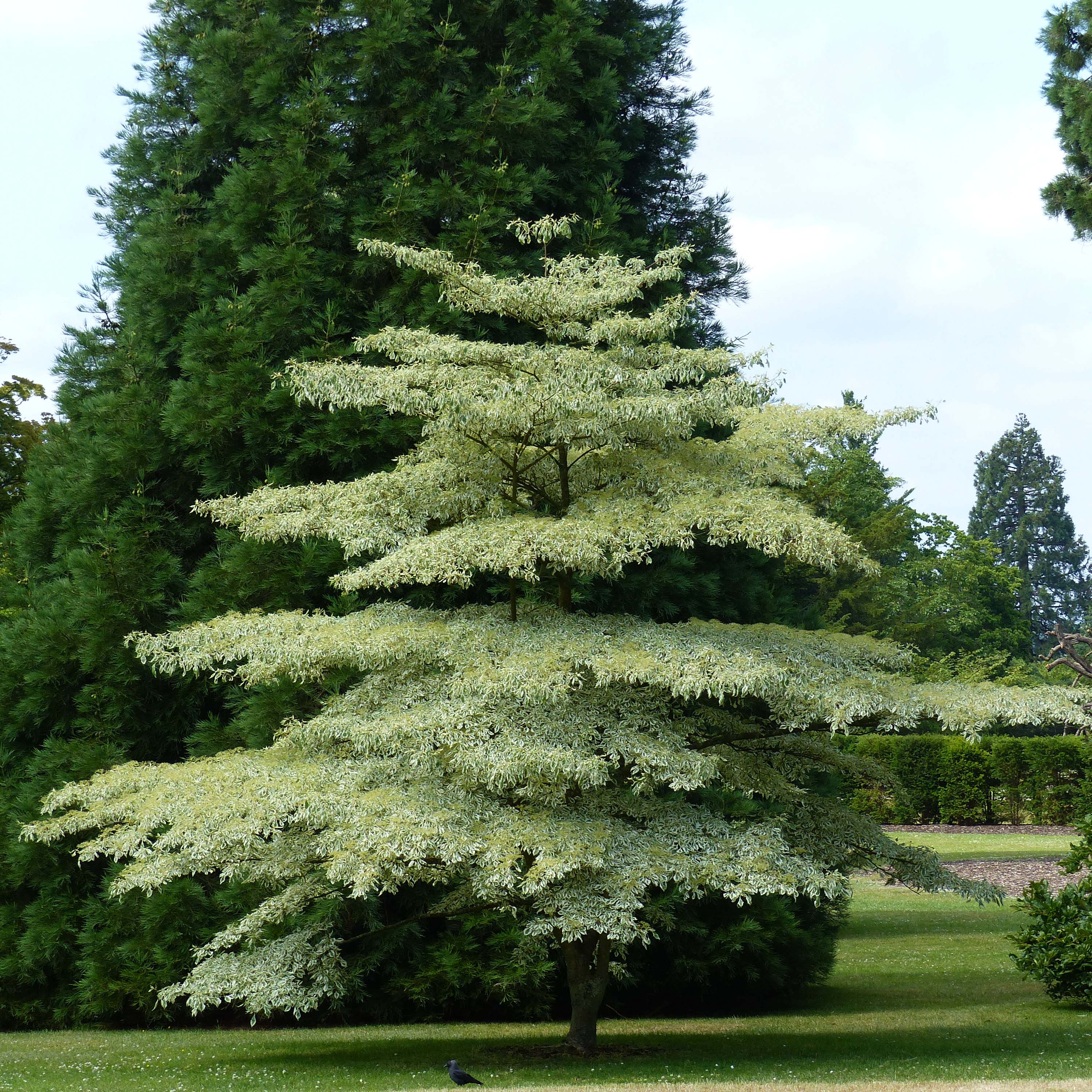 Corn Alb Variegata | Arbori - Cornus Oferta – Gradina Noastra